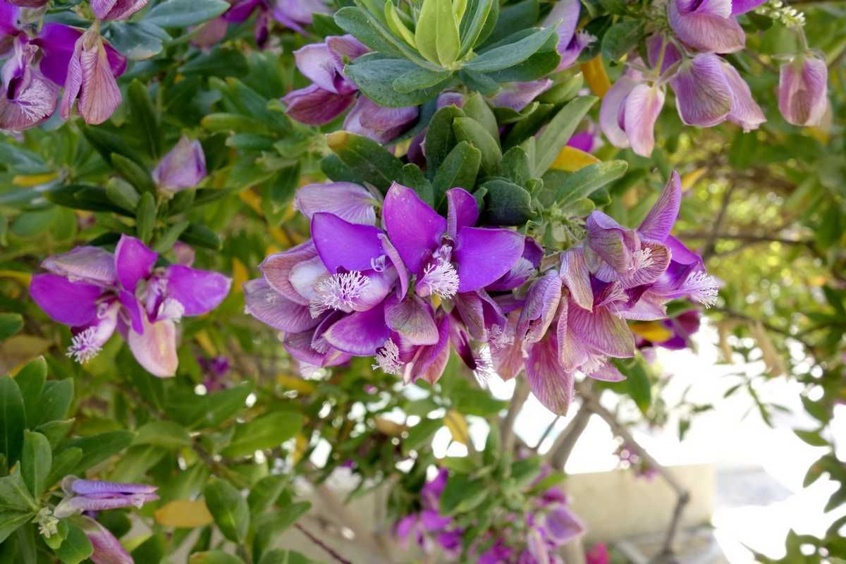 Polygala myrtifolia